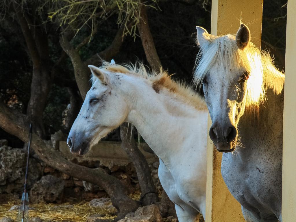 Finca Rural Predio Son Serra Lantställe Can Picafort (Mallorca)